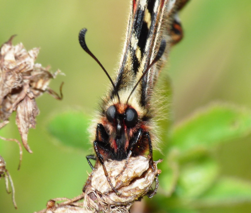 Zerynthia : Zerynthia cassandra